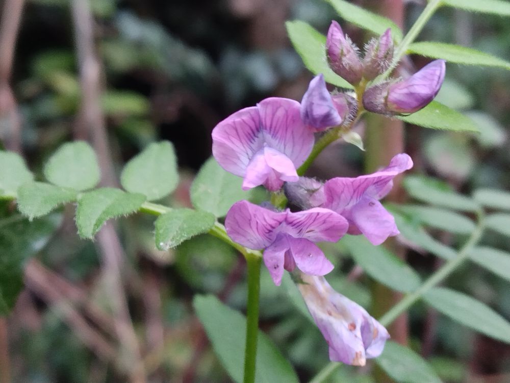 Pink and white wildflowers