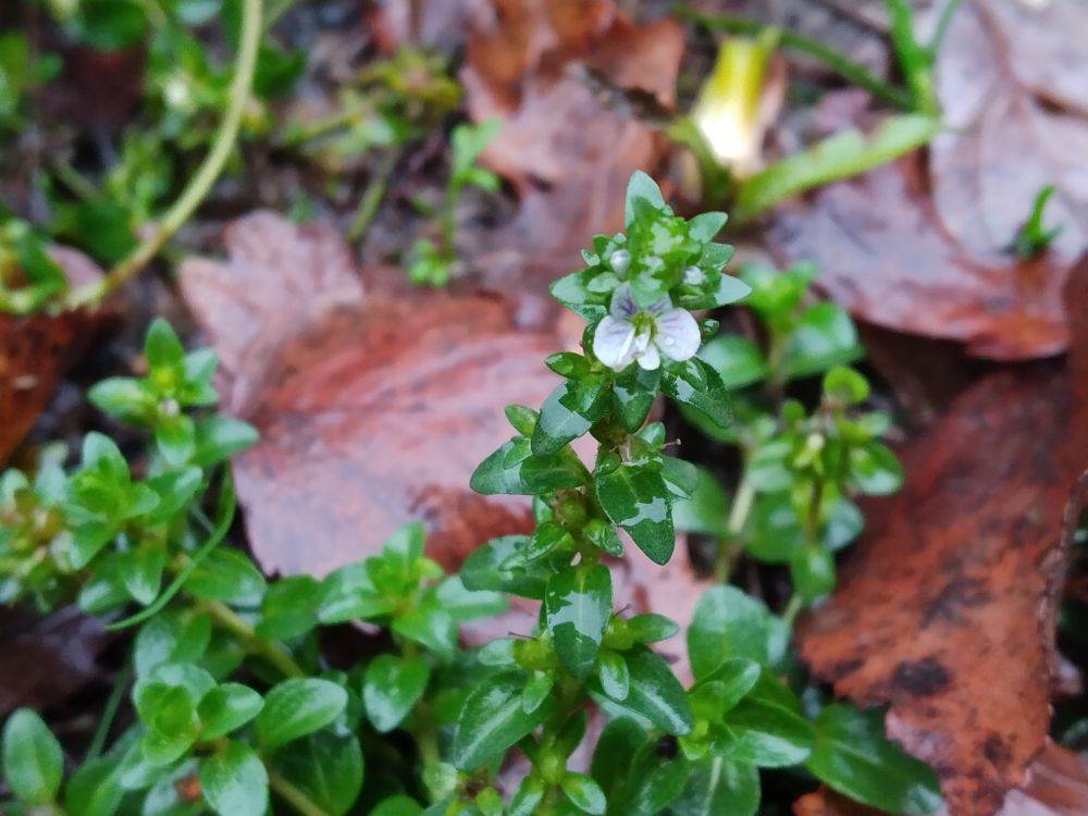A Thyme-leaved Speedwell flower