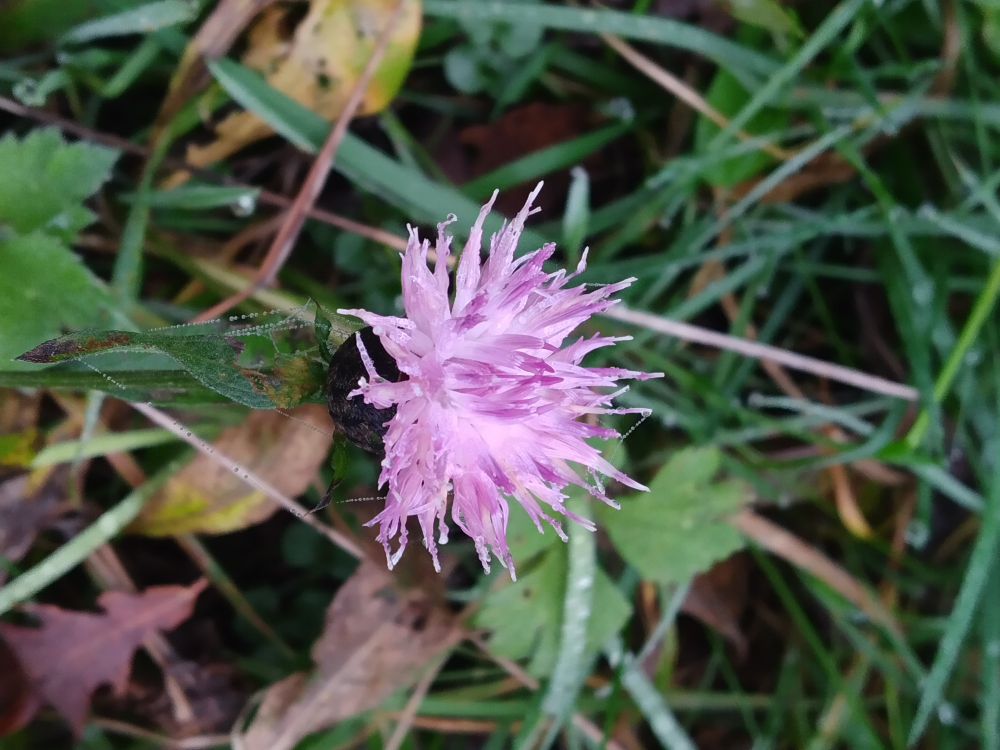 A Common Knapweed flower
