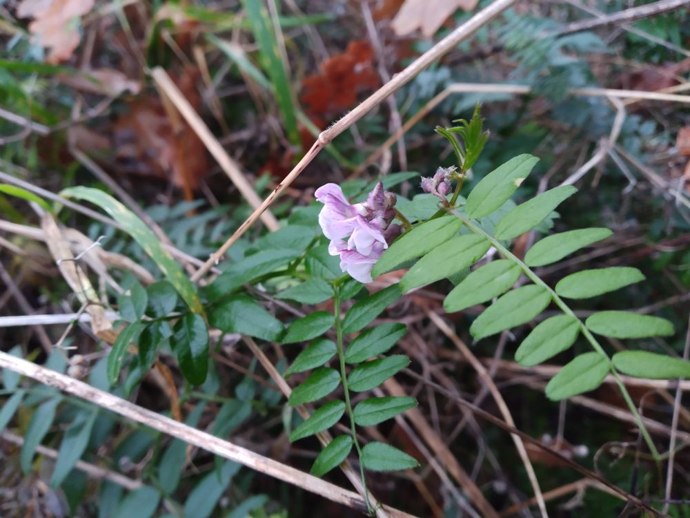 White and pink wildflowers