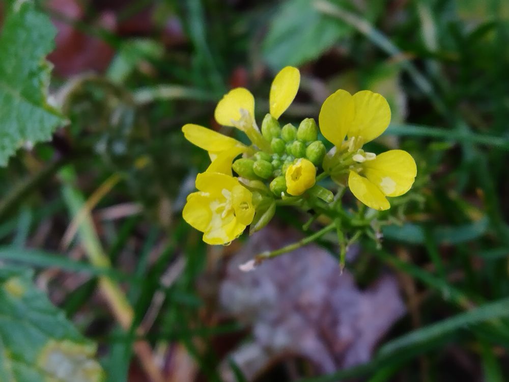 Yellow wildflowers