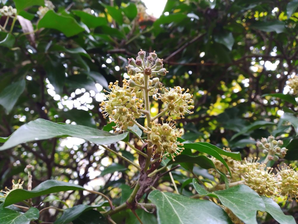 Ivy flowers and green leaves