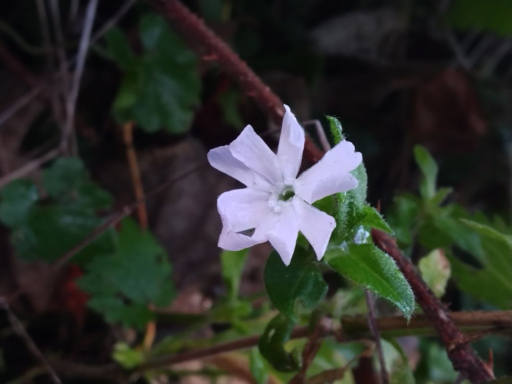 A Red or White Campion flower