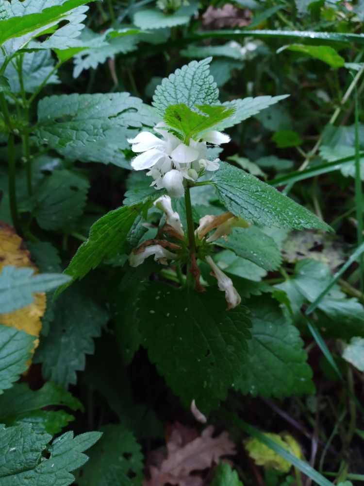 White Dead-nettle flowers