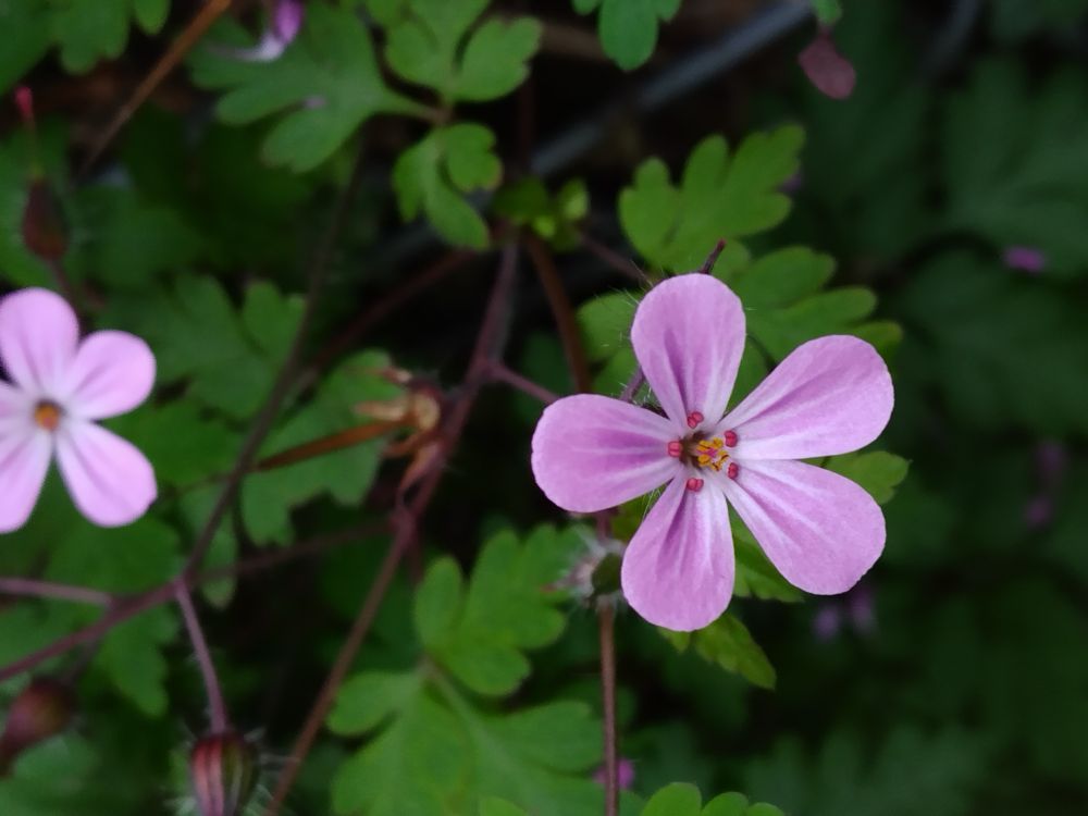 Pink and white Herb-robert flowers