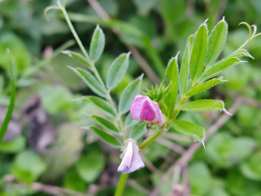 A pink common Vetch flower