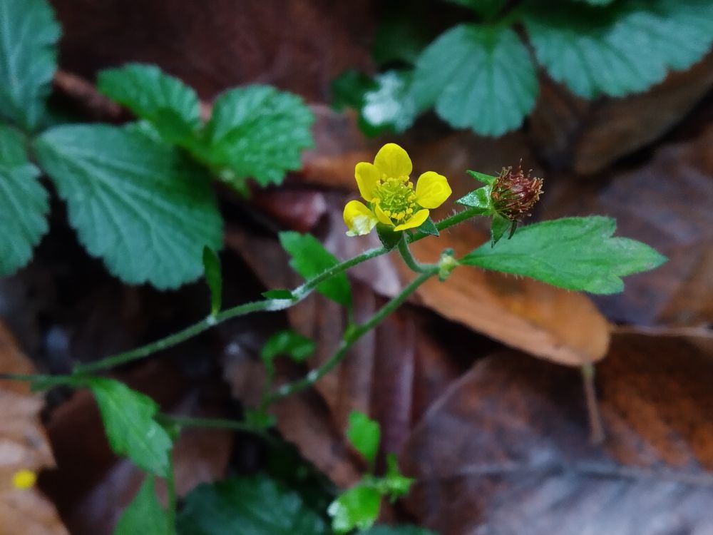 A Wood Avens flower