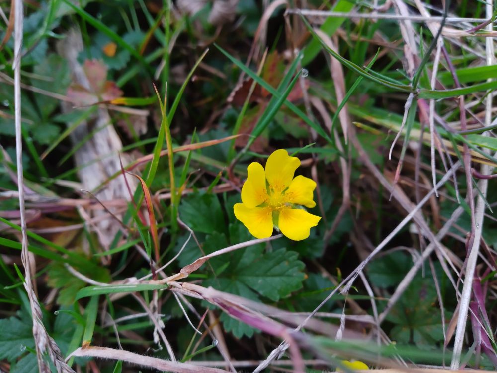 Small yellow flowers with five and four petals