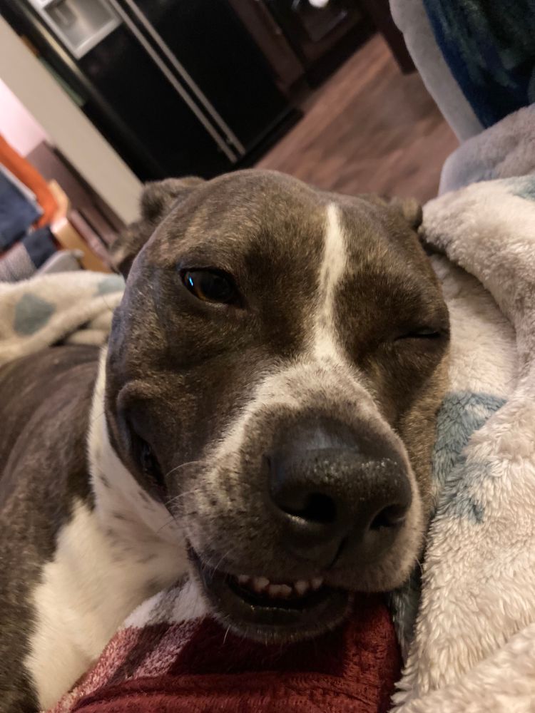 Smiling black and white Staffy pup on red and white blankets