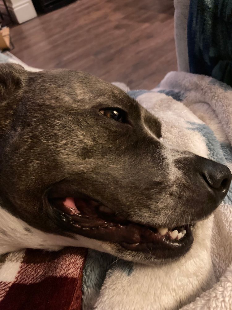 Side view of smiling black and white Staffy