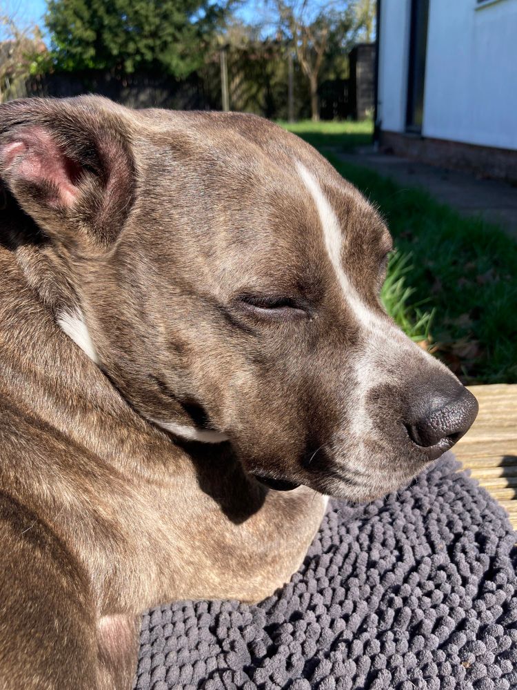 Black and white Staffy lying in the sun with her eyes closed