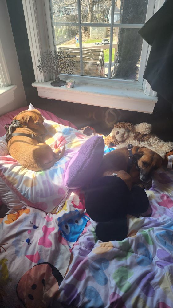 Two sneaky little brown dogs sleeping on a child's bed in a ray of sunshine!