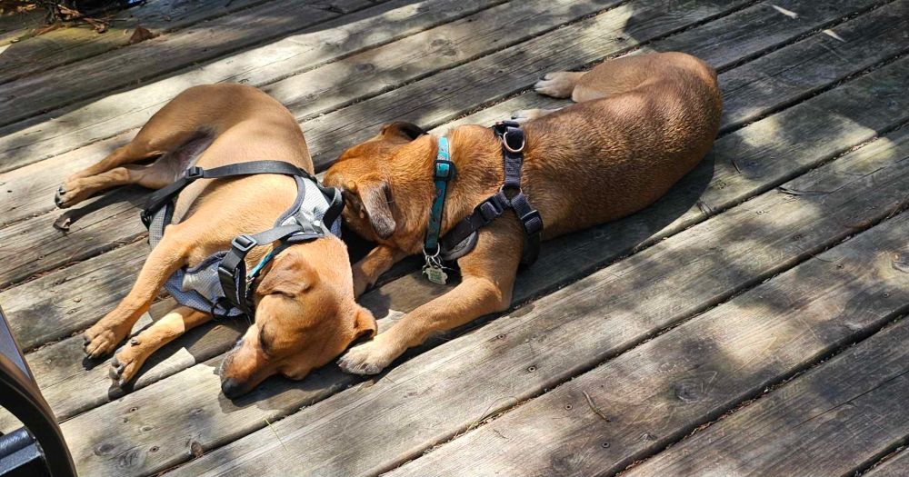 Two cute little brown dogs sunning on a deck.