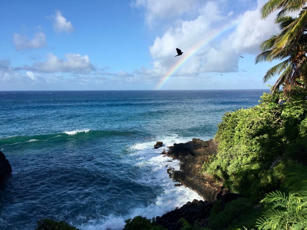 Ocean. Birds. Rainbow.