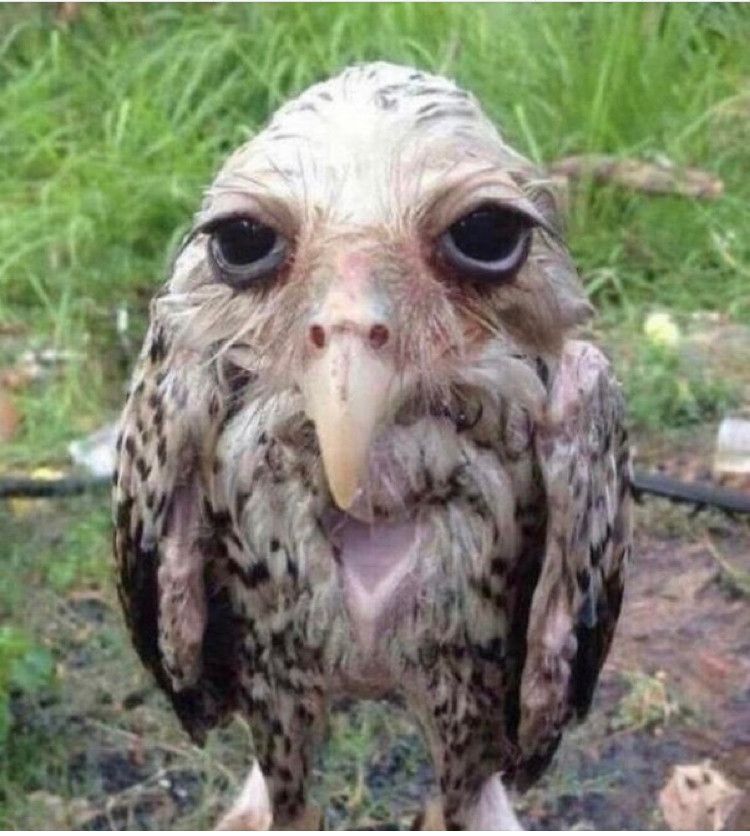 An Owl that is thoroughly drenched in water looks like they're completely done.