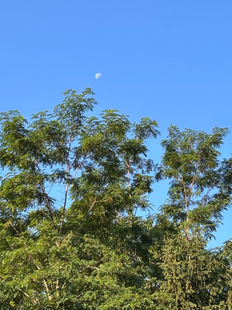 A photo of a tree against the morning sky, a half moon visible. 
