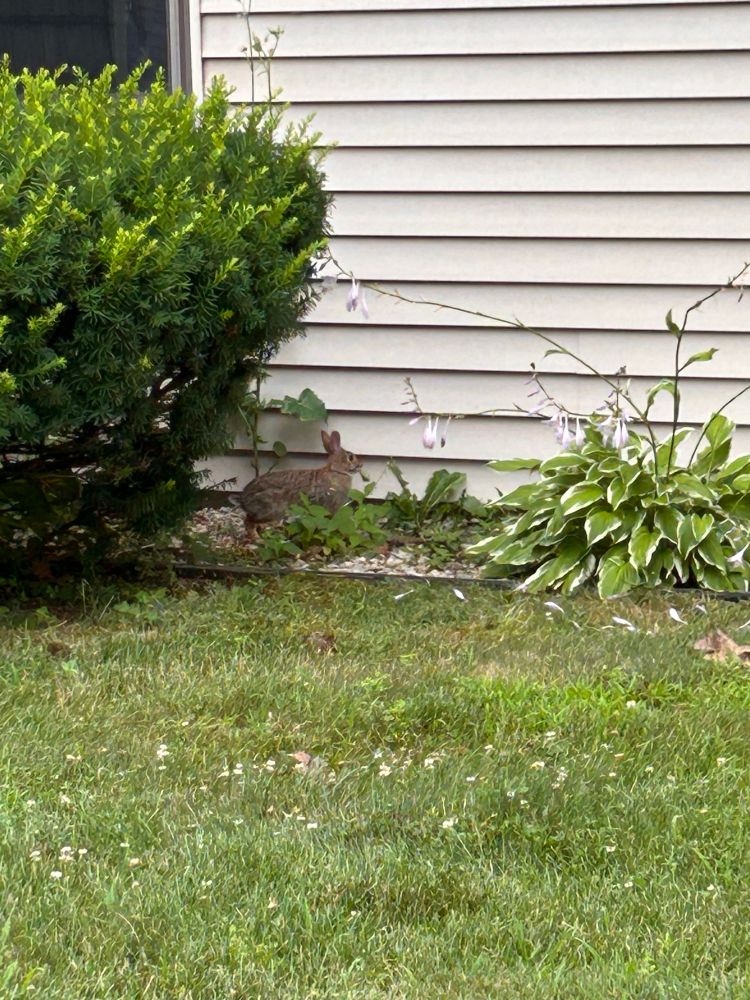 A photo of a yard with a rabbit in it. 