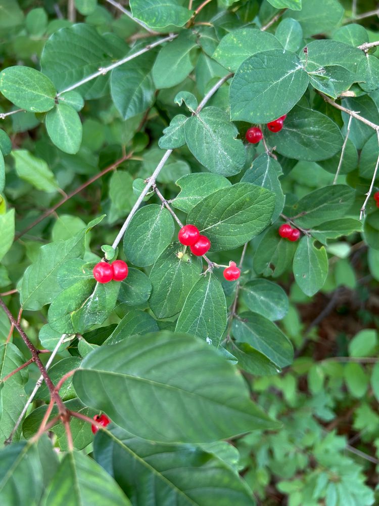 Photo of a shrub with red berries