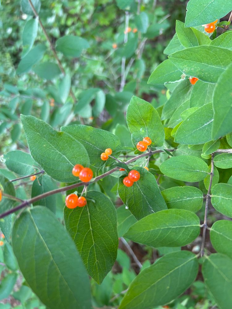 Photo of a shrub with orange berries