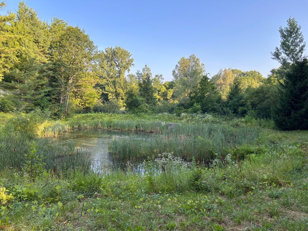 A photo of a swamp.