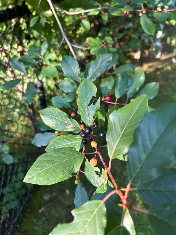 Photo of a shrub with black berries 