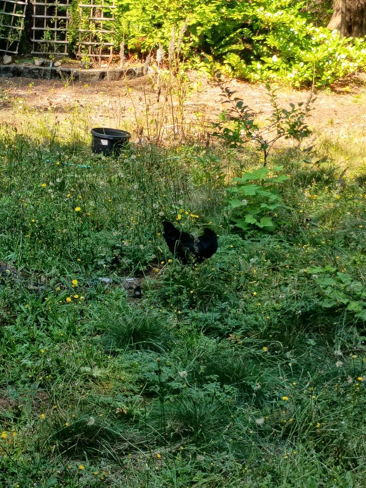 A wildly overgrown yard with a black chicken strutting around.
