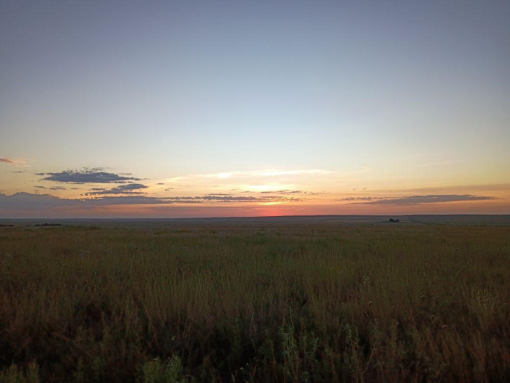 A sunrise painting the sky gold, pink, and lavender over a field of golden tall grass.