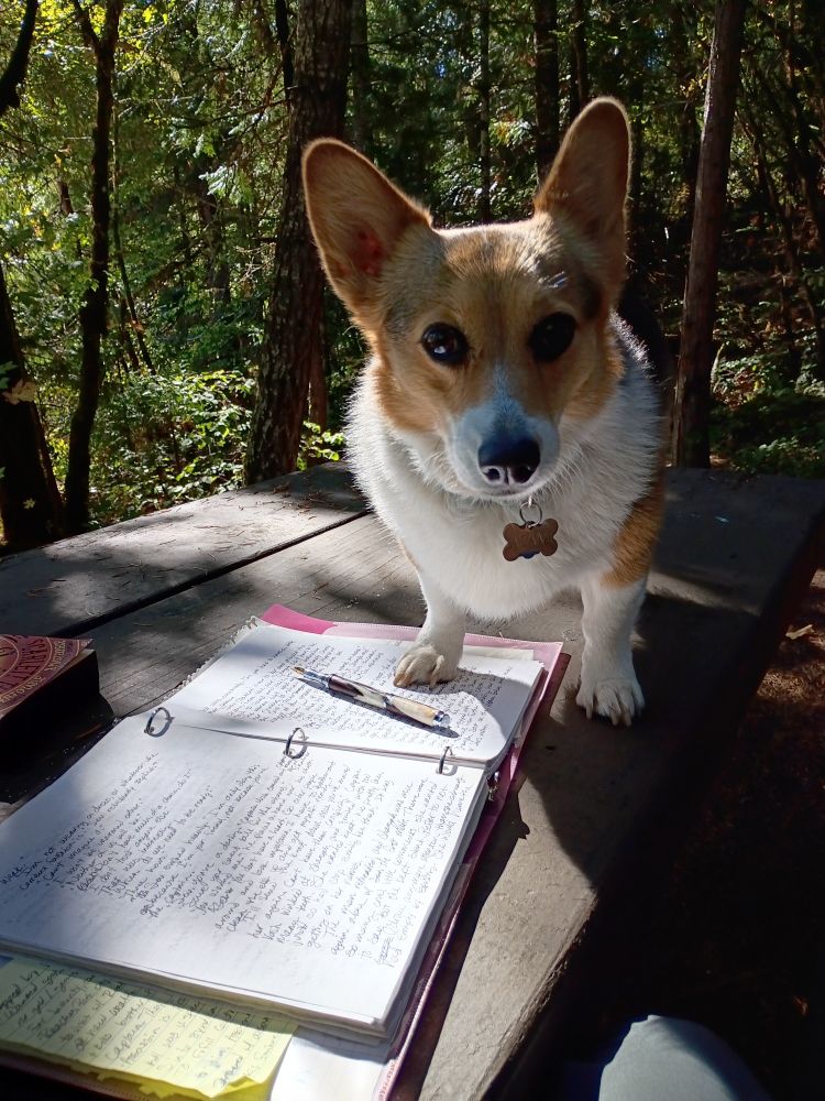 A corgi standing on top of an open binder on a picnic table in the woods. Lined paper is covered in writing and an open fountain pen.