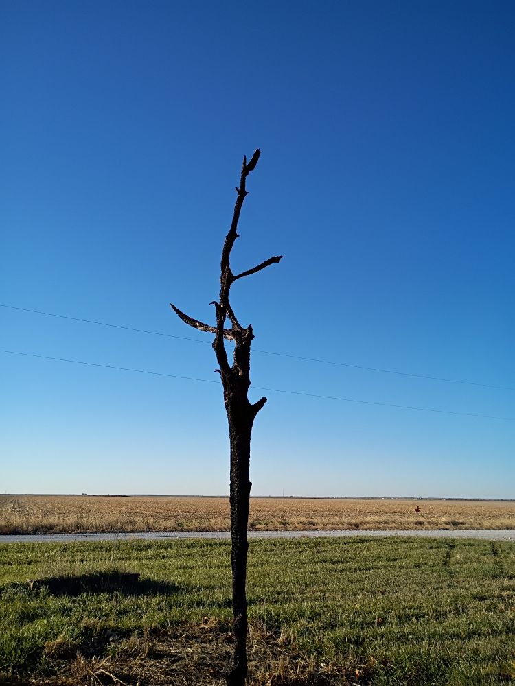 A blackened burnt tree with a few short twisting limbs standing alone before a Field of grass and cut corn. It still manages to look dark and foreboding despite the beautiful blue sky.