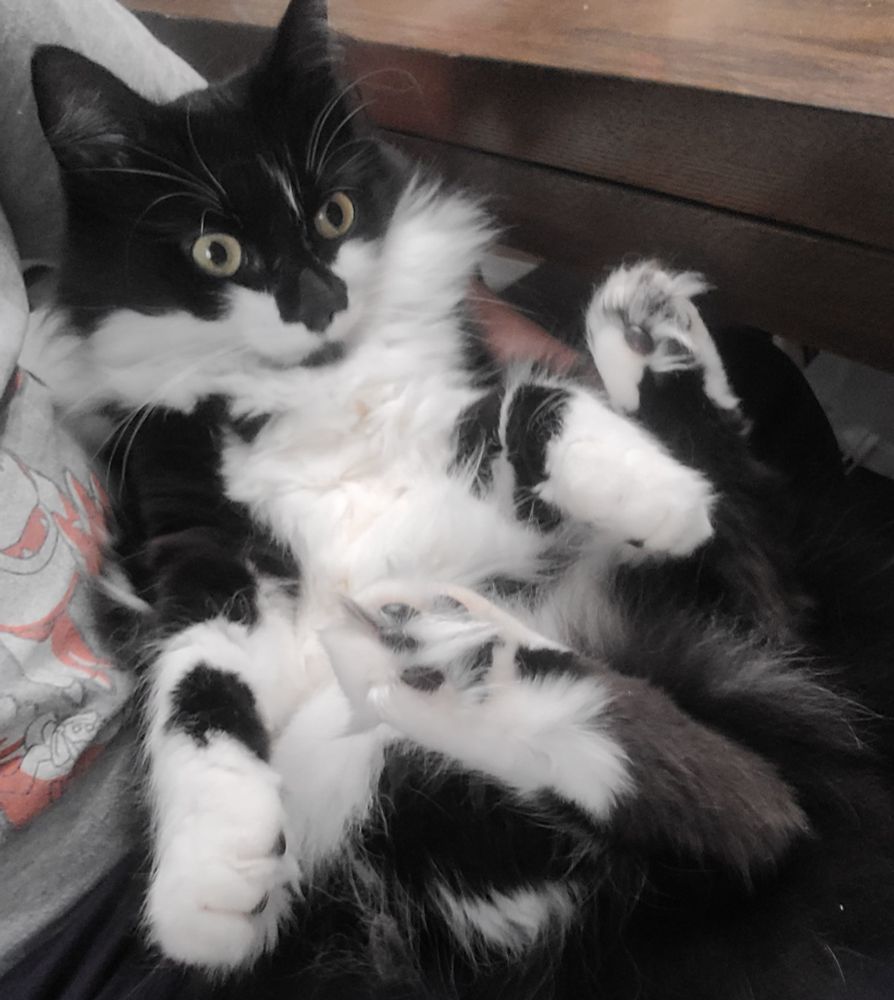 A fluffy black and white cat, laying on her back in a lap. The cat looks bewildered.