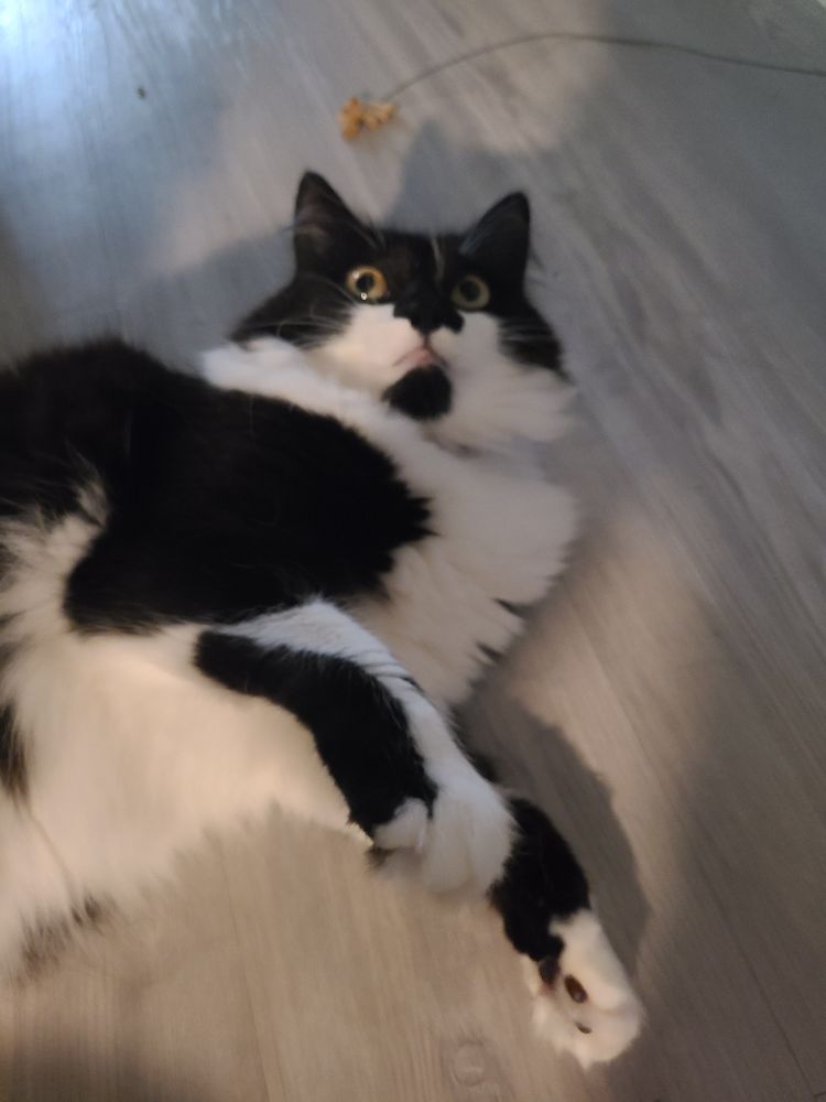 Fluffy black and white cat looks up with wide yellow eyes. She seems wound up and ready to pounce
