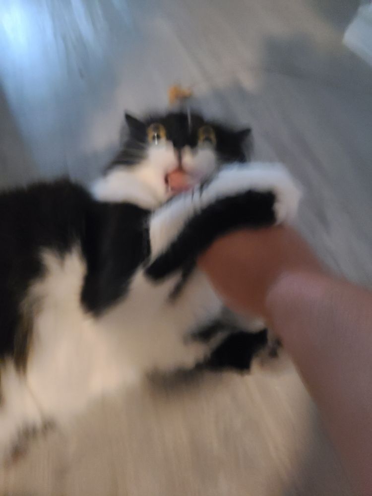 Very blurry picture of a fluffy black and white cat absolutely chomping on a hand
