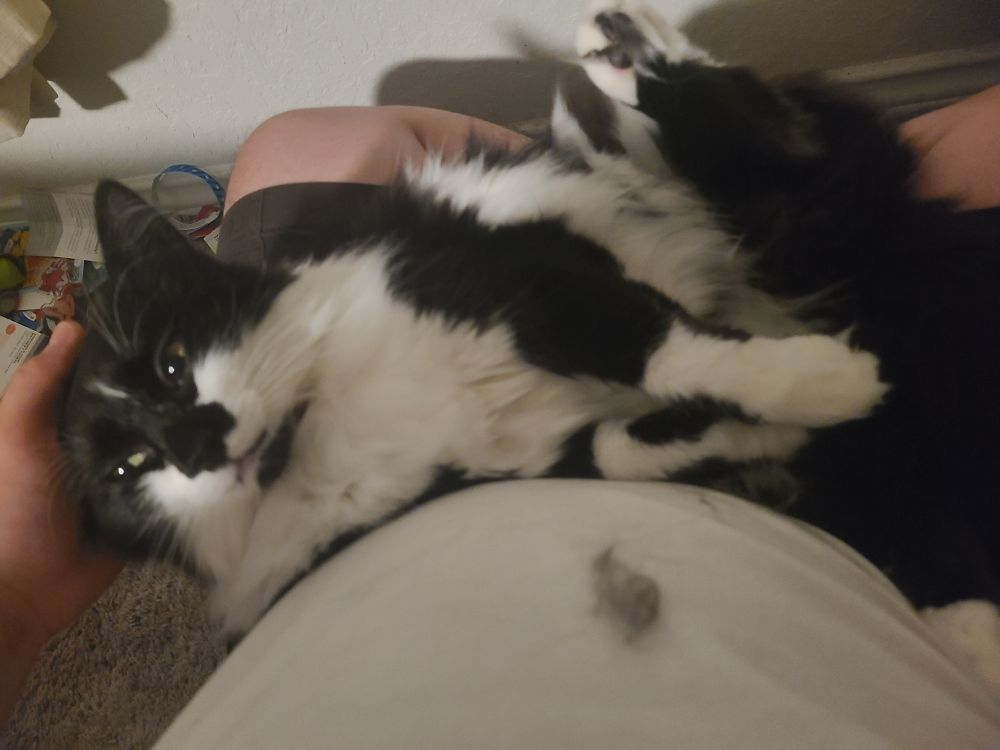 A black and white cat lays on her back and looks up at her owner. She has her front paws together and has a zoned out face.