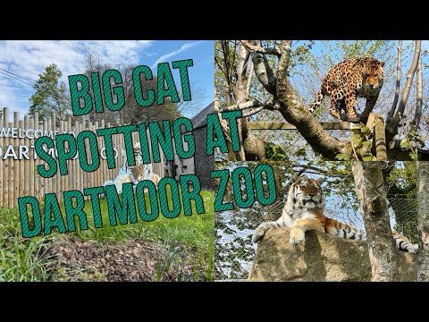 I go big cat spotting at Dartmoor Zoo