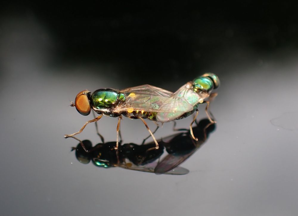 Two flies mating on a car roof 