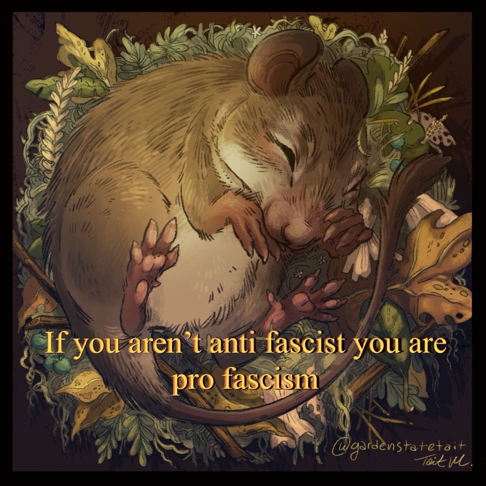 A little mouse curled up in its nest. Text reads: If you arent anti fascist you are pro fascism 