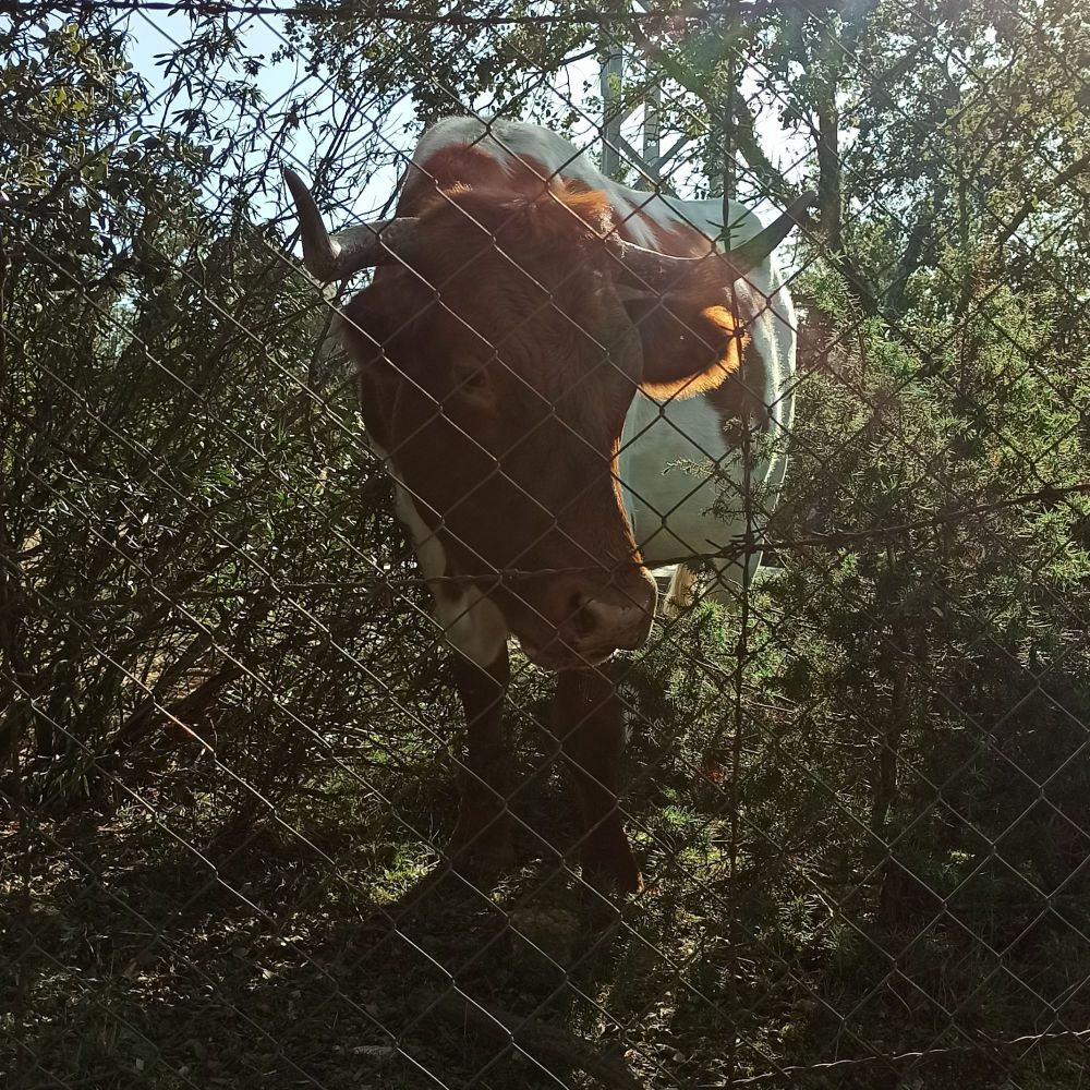 Una vaca marrón y blanca detrás de una valla de malla, entre la maleza. 