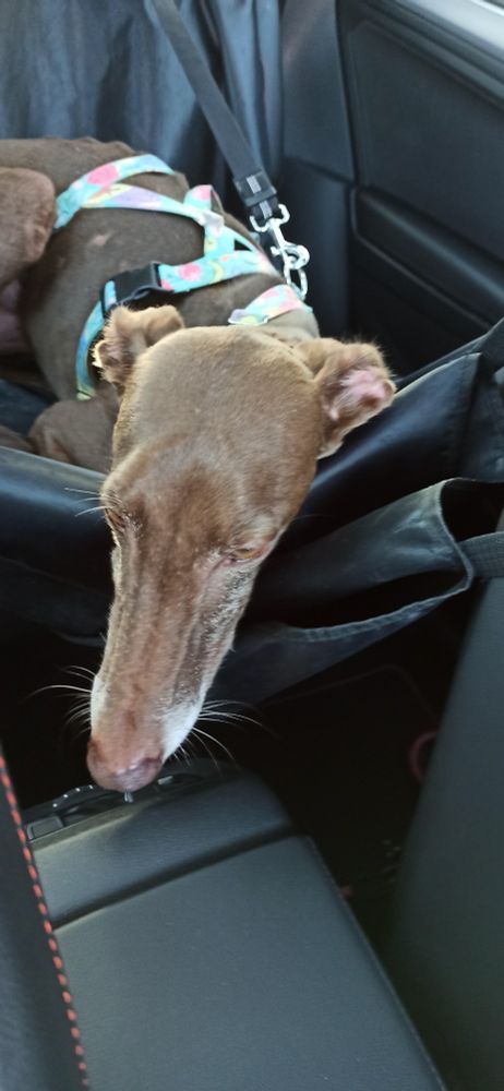 Mi galgo Sánchez en el asiento de atrás del coche. Es marrón, lleva un arnés de colores y un cinturón de seguridad. 