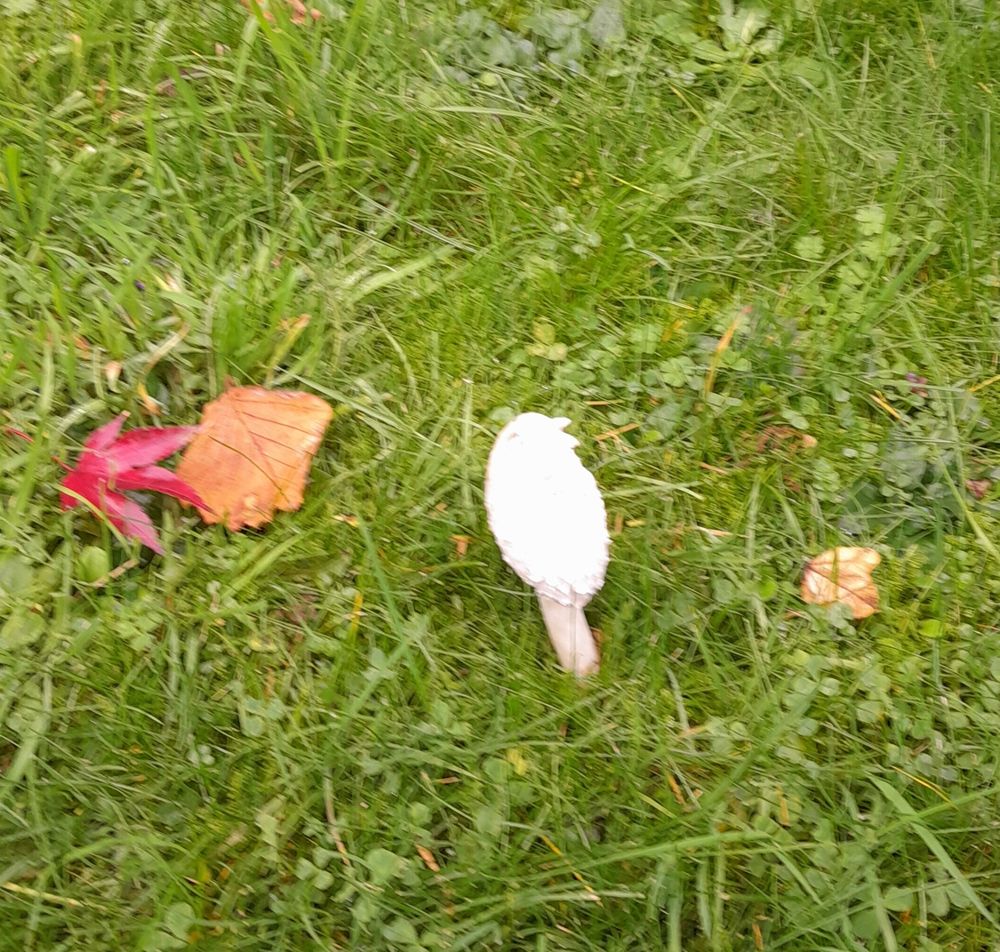 Mushroom with 3 fallen leaves