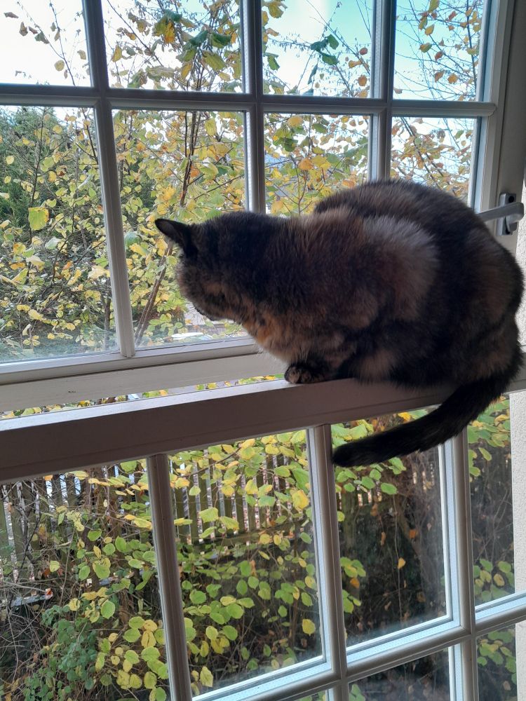 Dark tortie perched on an open window monitoring the last leaf fall