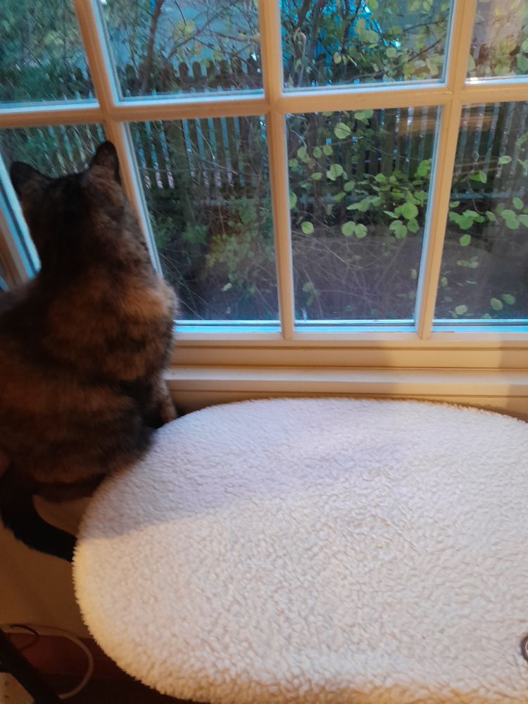 Dark tortie eschewing her once favourite vantage furniture 