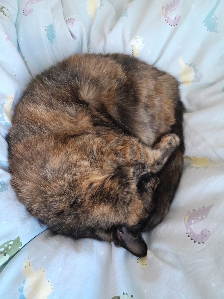 Dark tortie in the round  