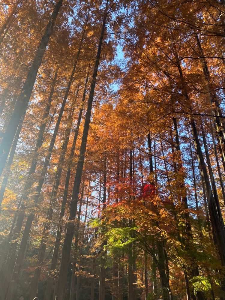橙に紅葉したもみじの森。幹はみな細く高く伸びてお。、背景には薄めの青空。