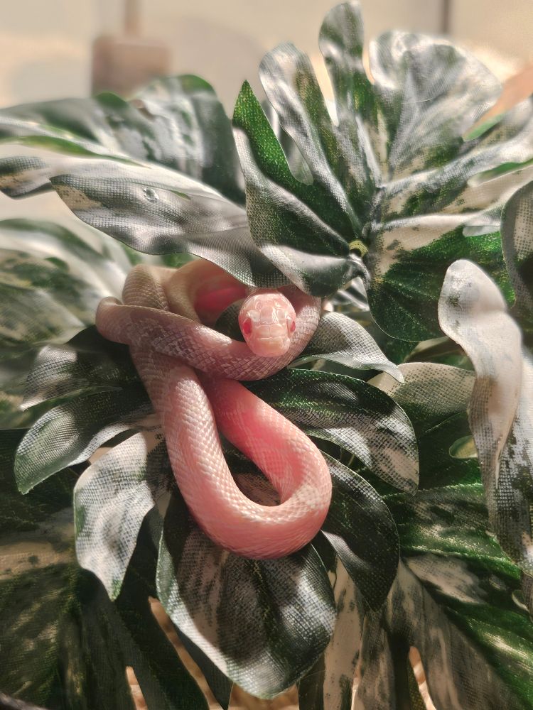 A very small pink corn snake curled up in a fake plant