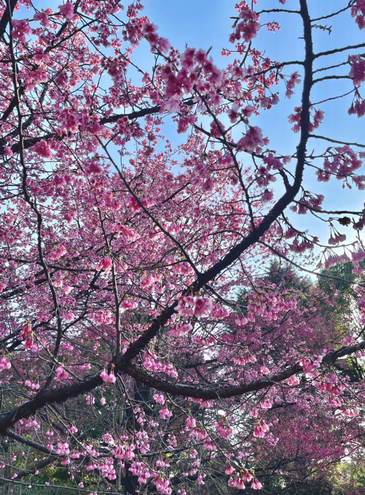 見頃を迎えた桜の木。たくさんの花が下向きに咲いている。寒緋桜よりも花弁の色が薄いが、同系統の寒桜だと思われる。