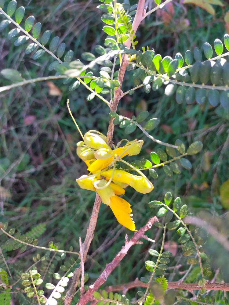 Close up photo of a yellow kōwhai flower amongst tiny green leaves