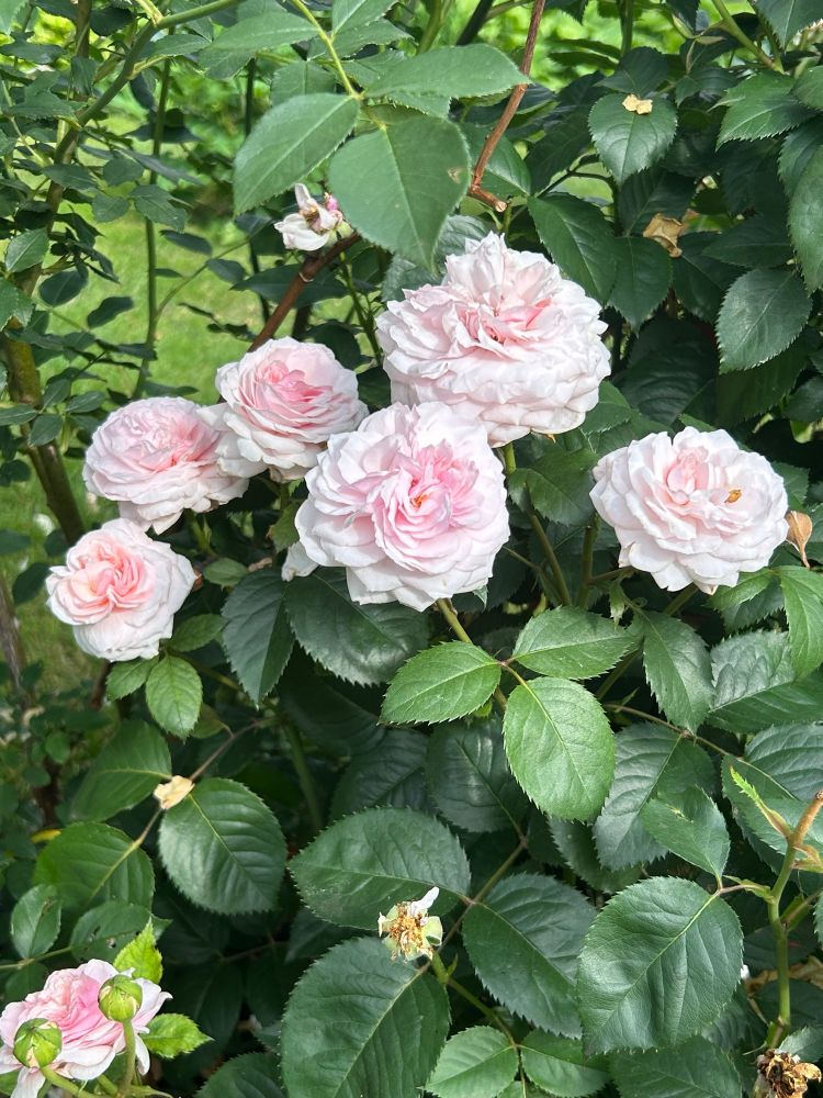 Cluster of six pale pink roses, deeper pink in the middle, with one more and two buds hiding in a corner. It looks like the rose you would name after a baby granddaughter and forms a chest high, arms-wide bush, bless its wee heart. 