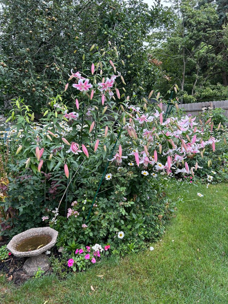 A thicket of pink and white lilies shaped like starfishes