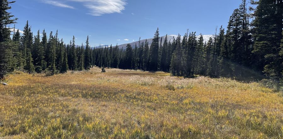 Subalpine wetland near treeline in the mountains.