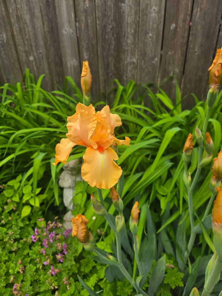 Peach coloured iris